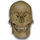 Museum Quality Skull - Morbid Mark